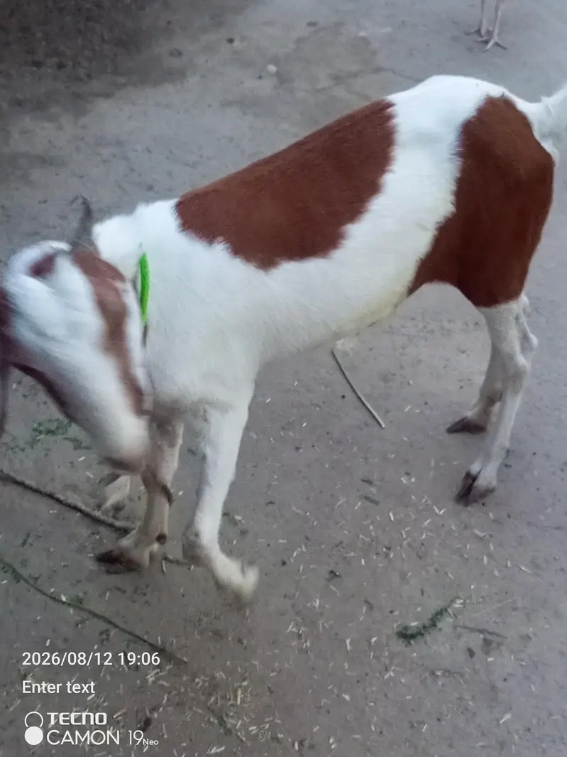desi bakeri age 10 month — photo 2