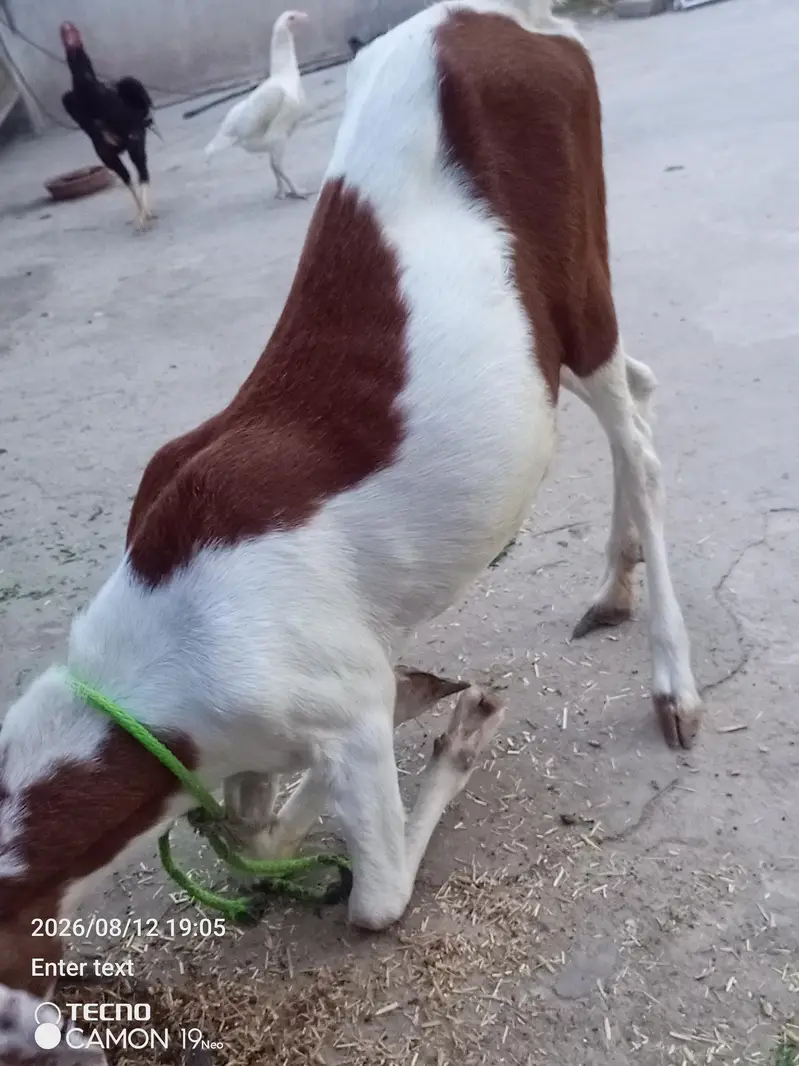 desi bakeri age 10 month — photo 3