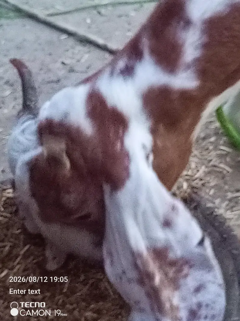 desi bakeri age 10 month — photo 4
