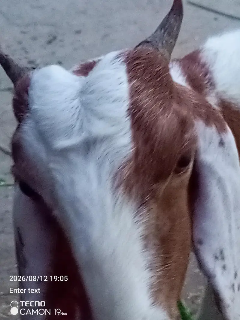 desi bakeri age 10 month — photo 5