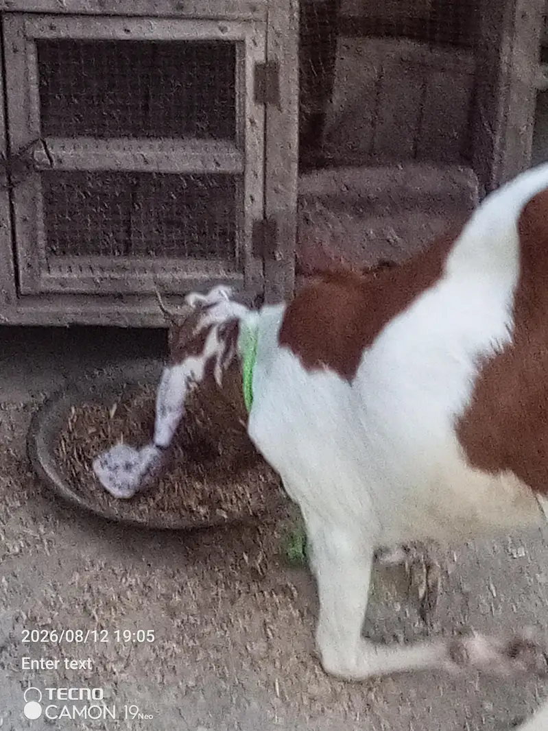 desi bakeri age 10 month — photo 8