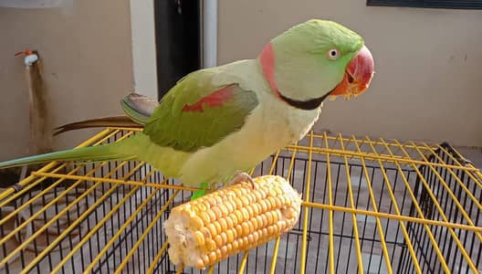 raw parrot male