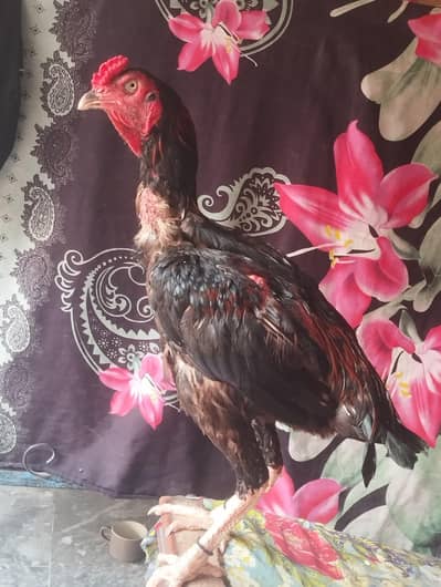 Aseel Murga For sale
