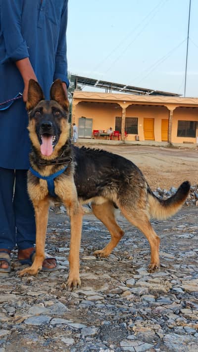 German Shepherd male double coat male 12month fullsecurity guard sale