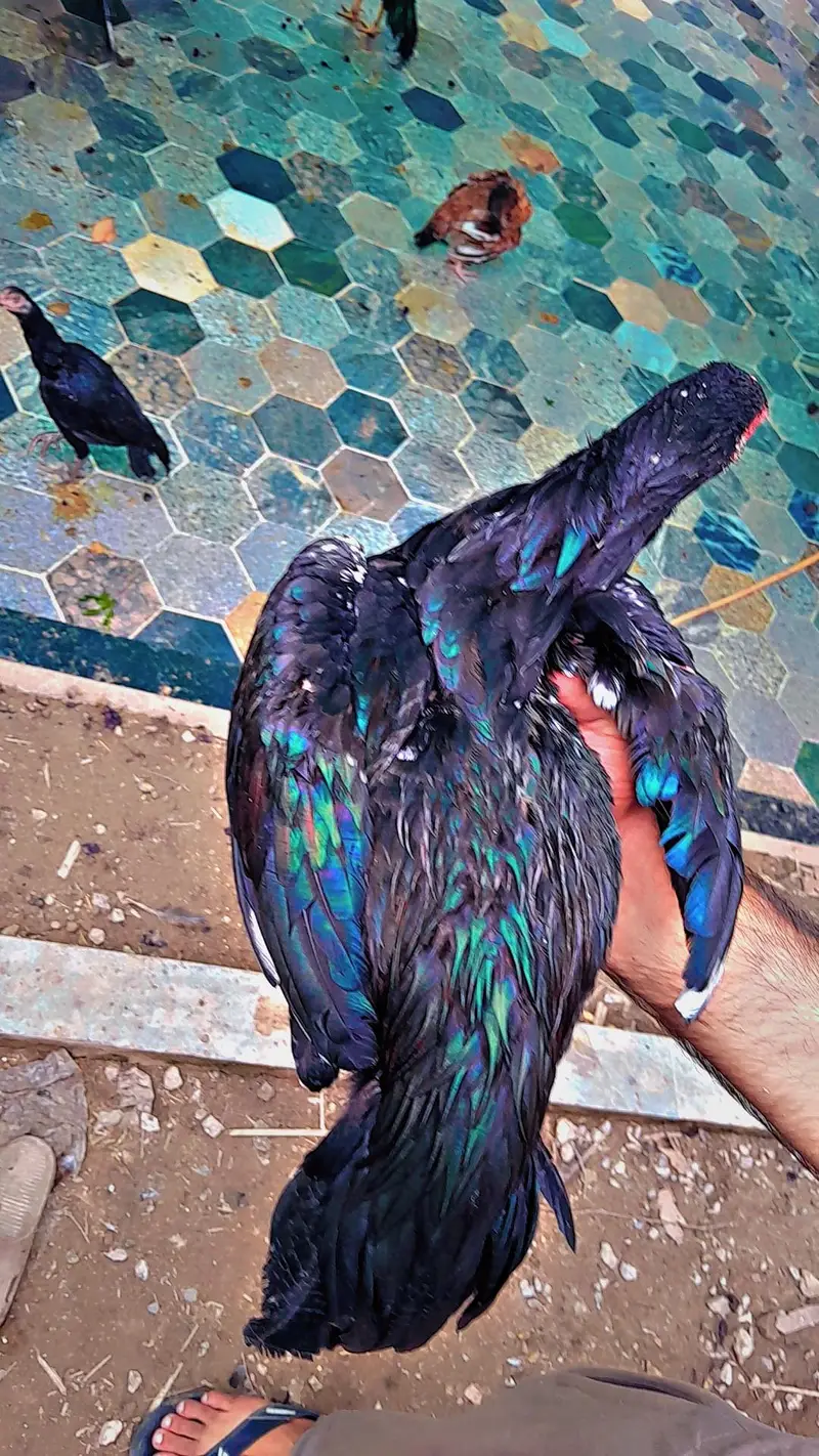 Aseel Mushka — photo 4
