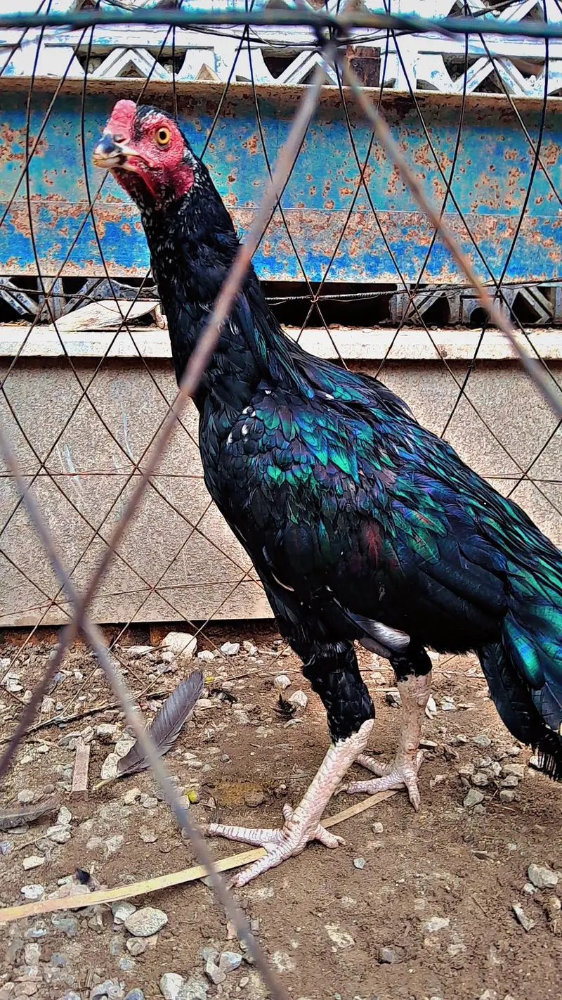 Aseel Mushka — photo 5