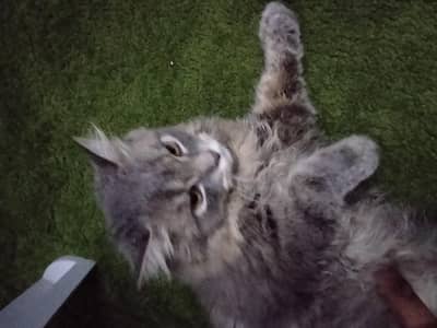 presian cat