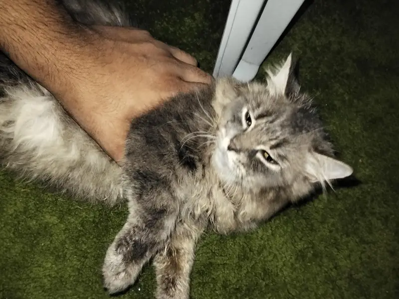 presian cat — photo 2