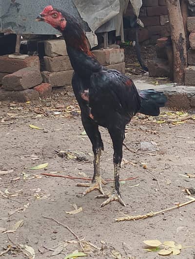 pakoya boolad line