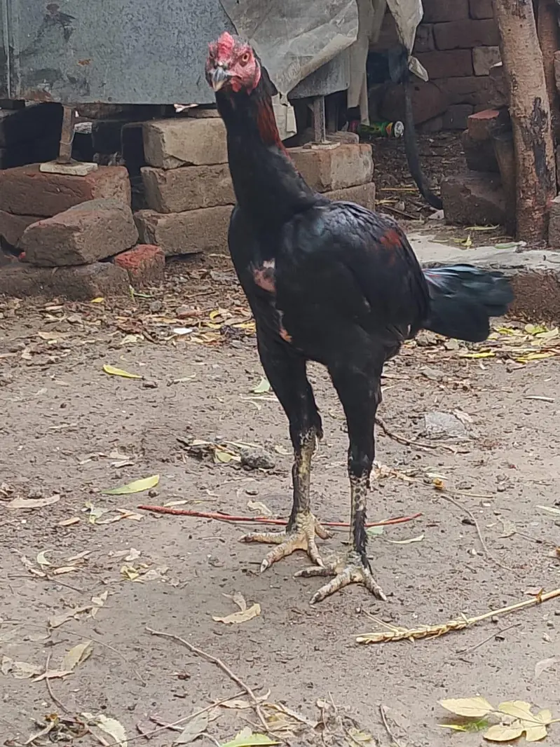 pakoya boolad line — photo 2