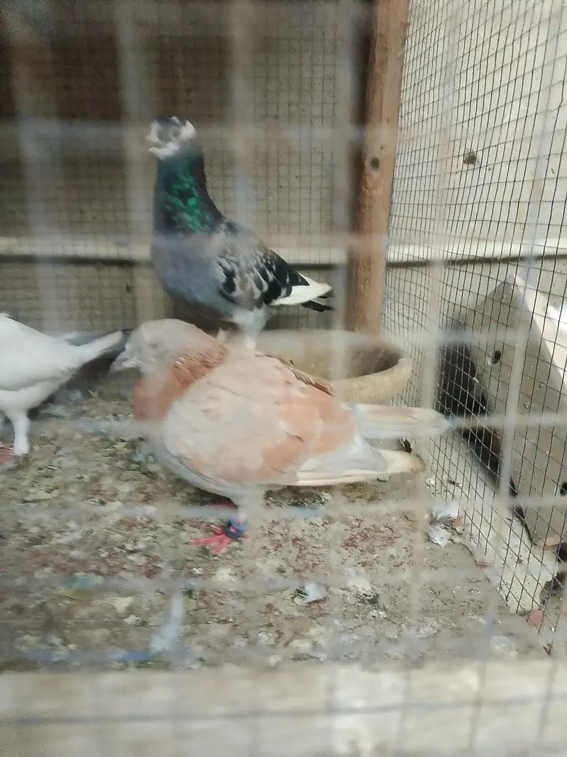 gola pegion / Gola kabootar — photo 2