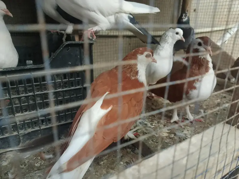 gola pegion / Gola kabootar — photo 3