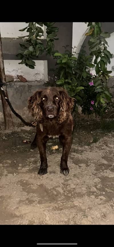 cocker spaniel male for stud and exchange