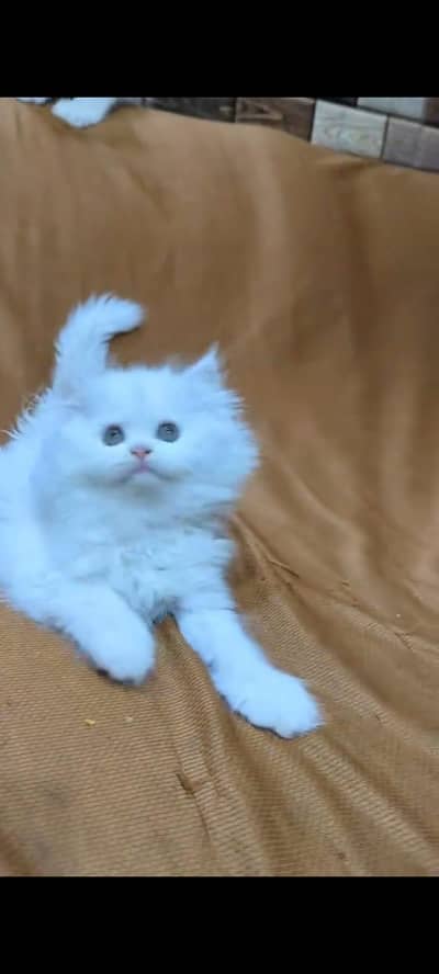 pure Persian cats vaccinated and healthy active WhatsApp/0344/6895398/