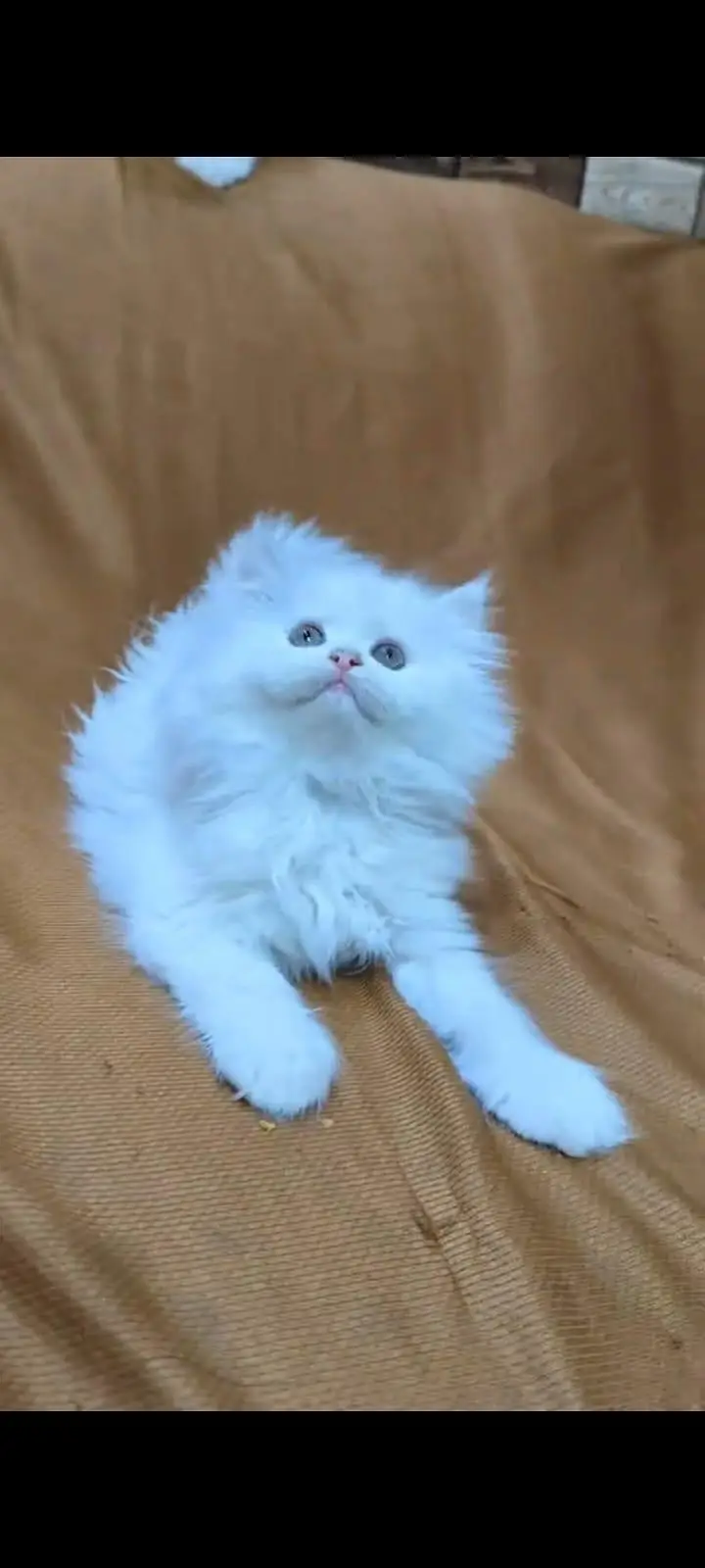pure Persian cats vaccinated and healthy active WhatsApp/0344/6895398/ — photo 2