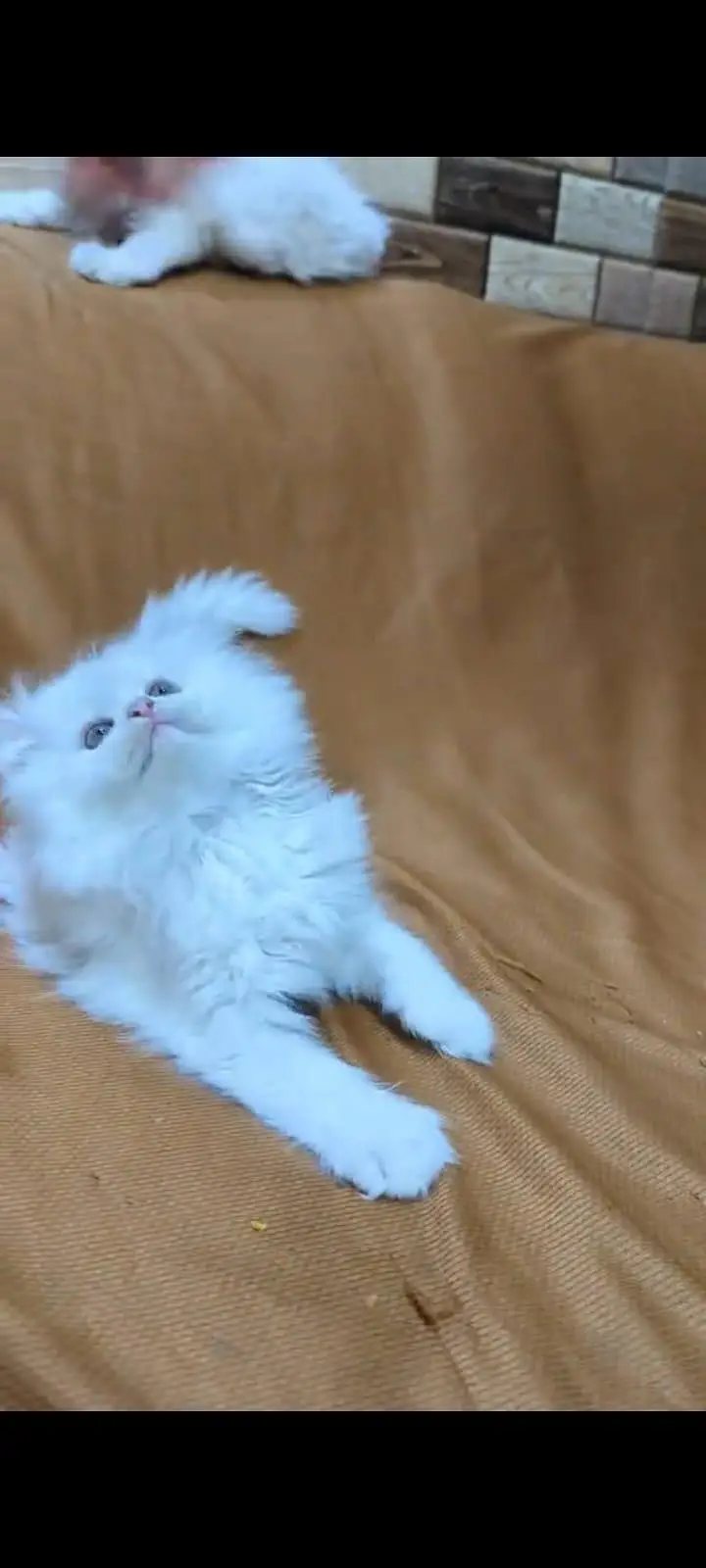 pure Persian cats vaccinated and healthy active WhatsApp/0344/6895398/ — photo 3