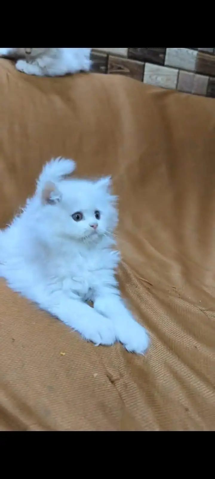pure Persian cats vaccinated and healthy active WhatsApp/0344/6895398/ — photo 4