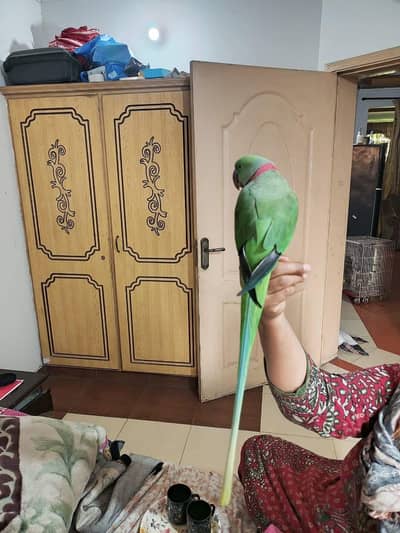 raw parrot male