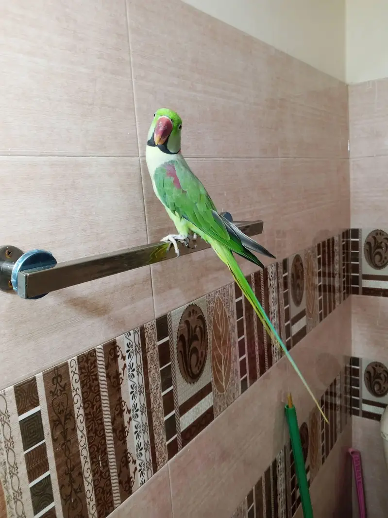 raw parrot male — photo 2