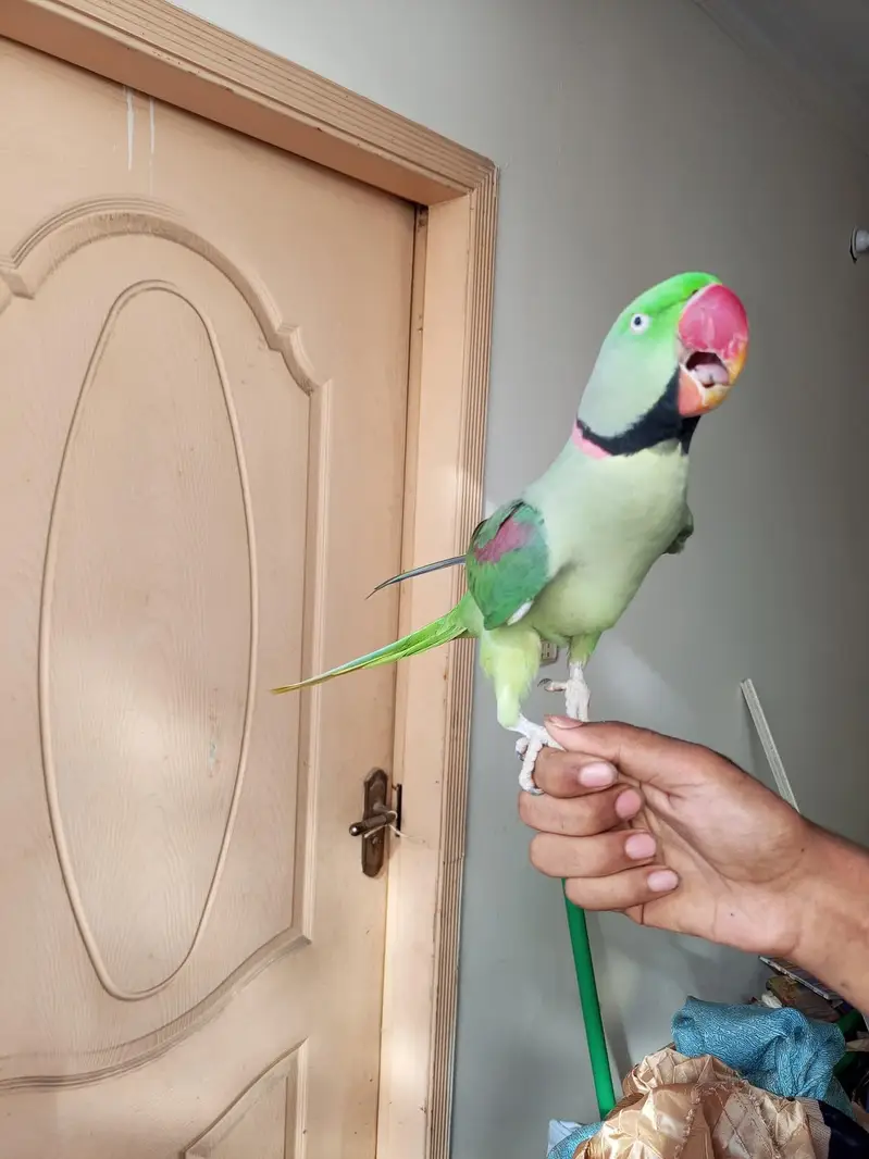 raw parrot male — photo 3