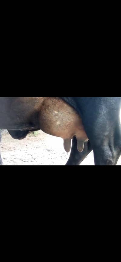 cow for sale