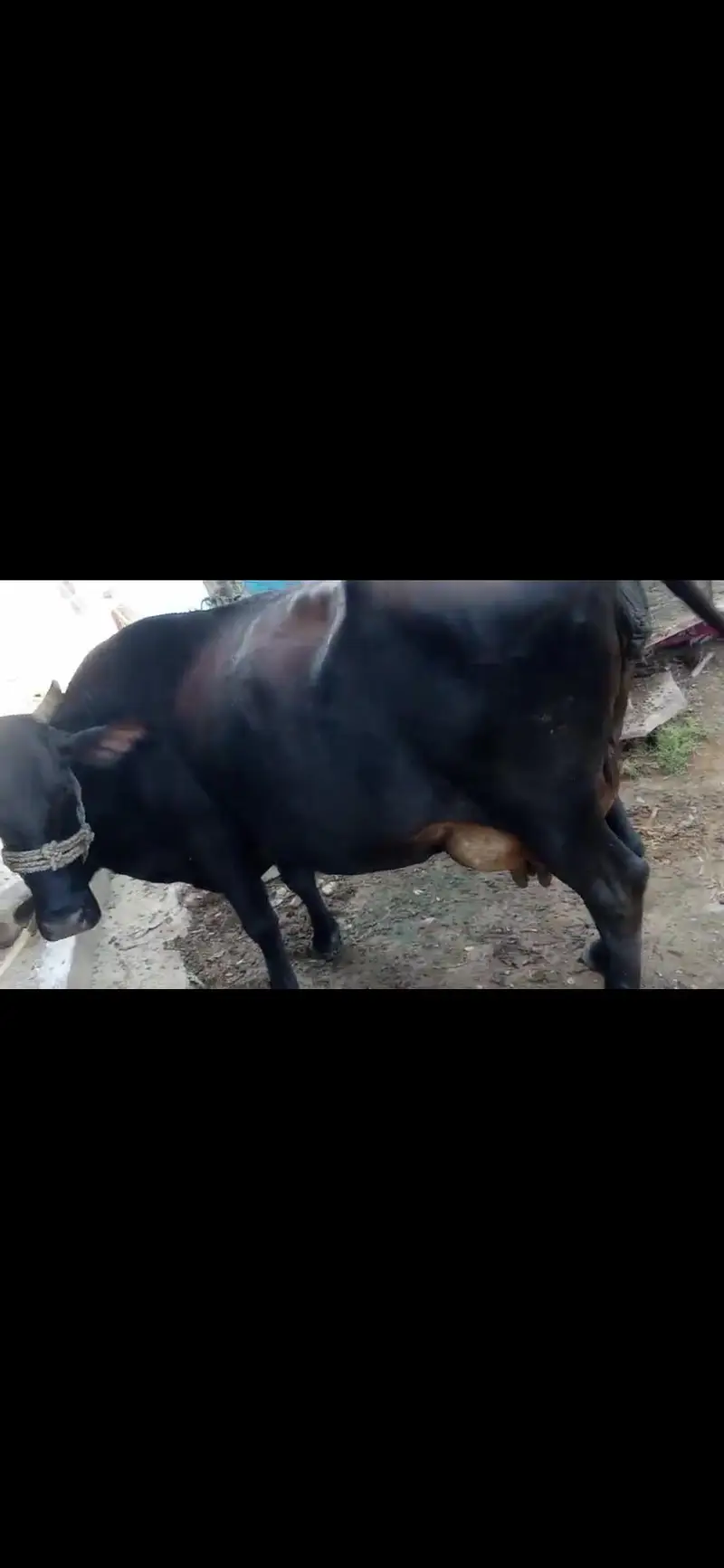 cow for sale — photo 2