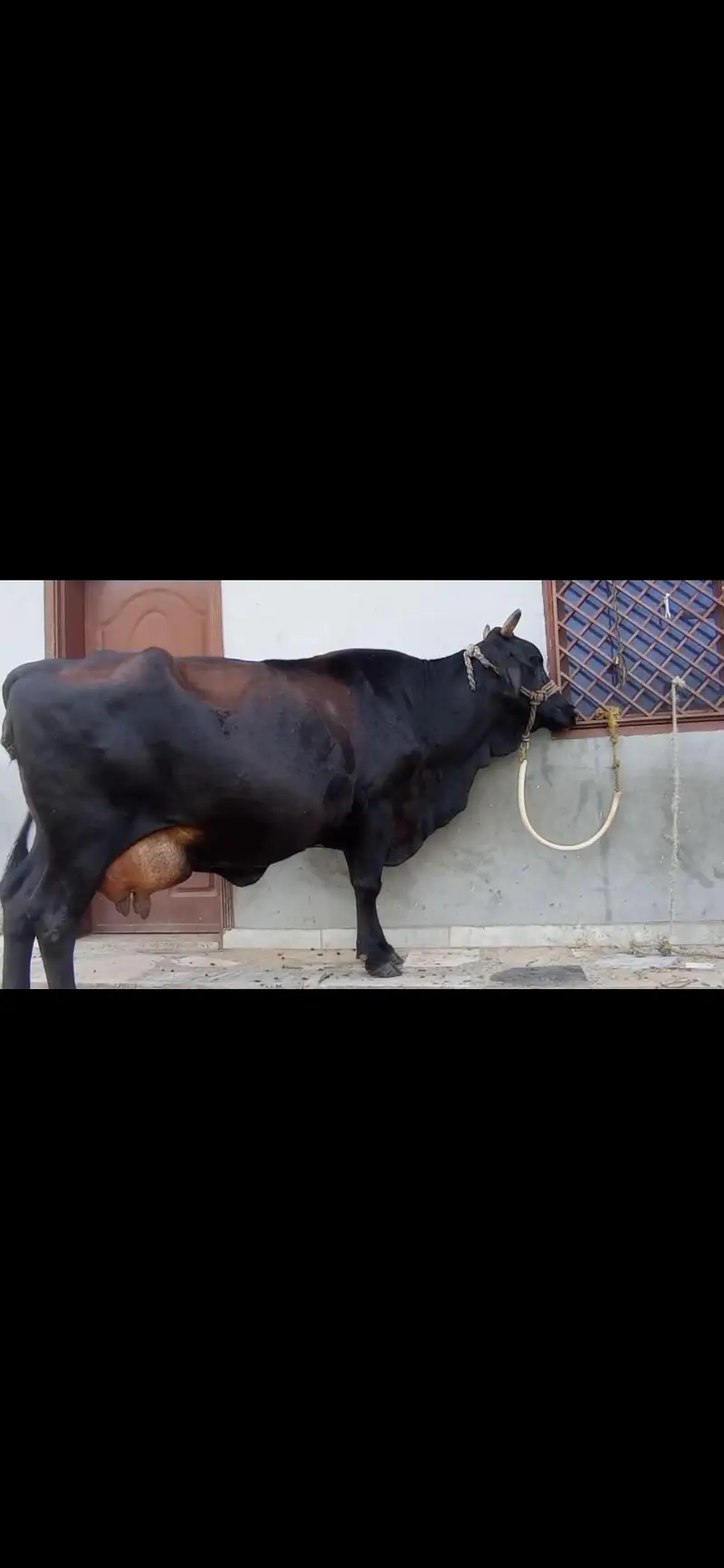 cow for sale — photo 3