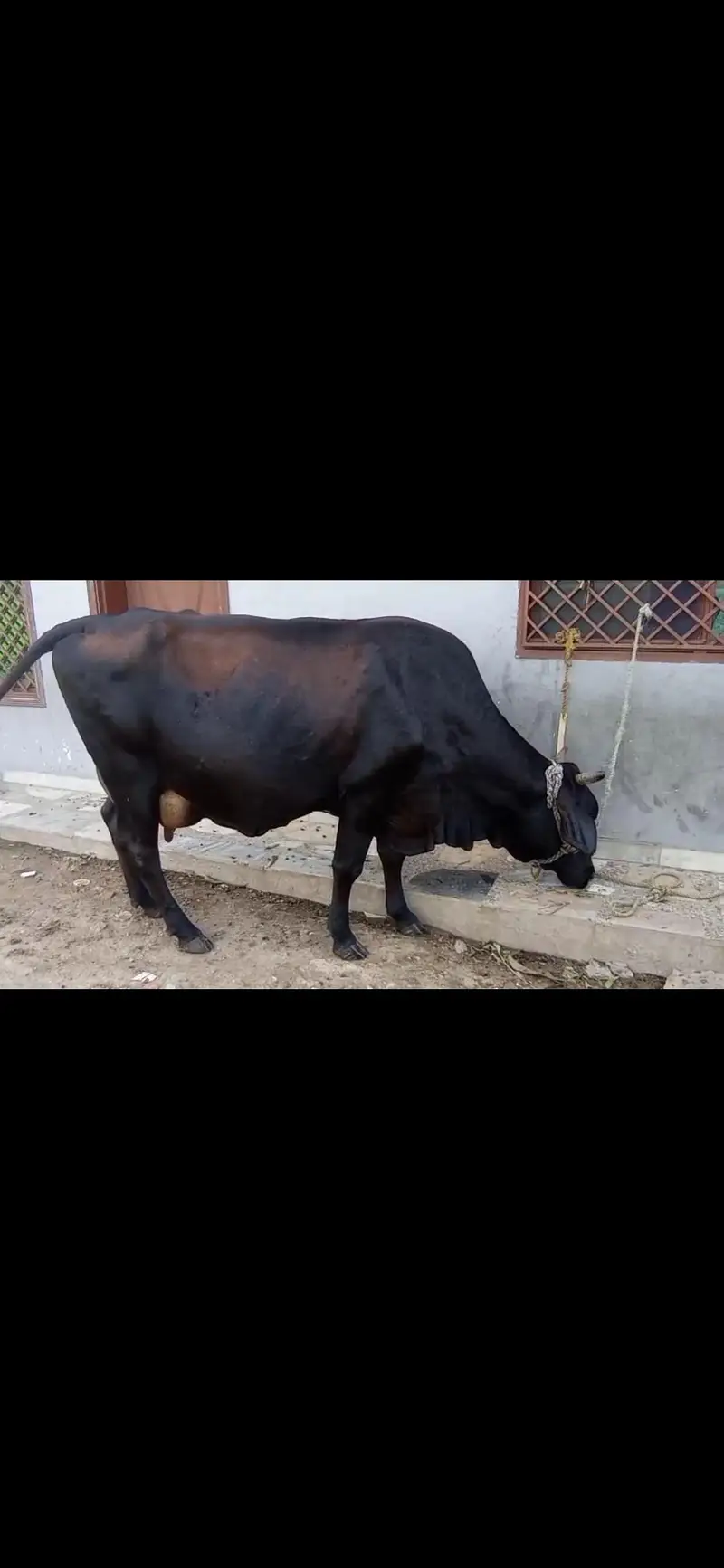 cow for sale — photo 4