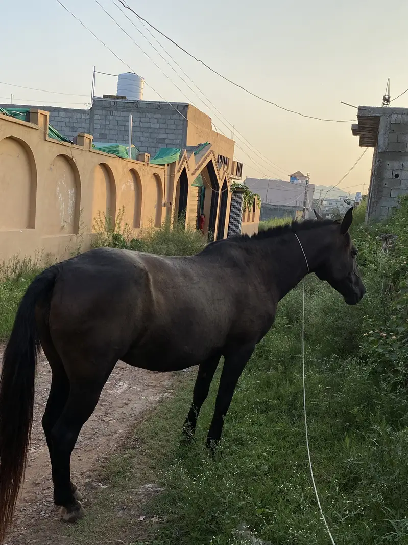 Urgent sale only serious buyer contact — photo 3