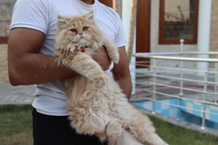 male available for mating