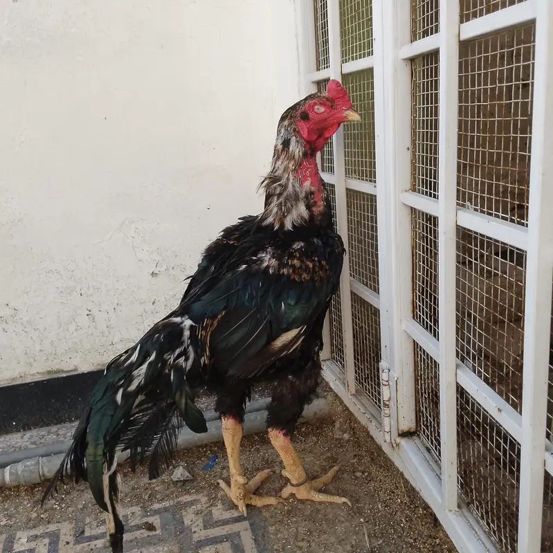 Lasani Bloodline murgha — photo 3