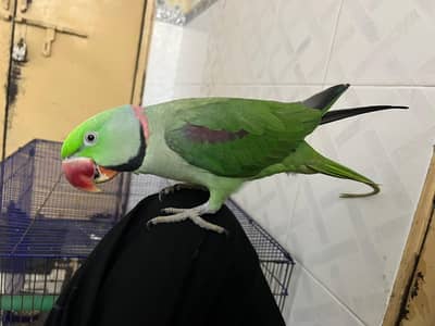 hand Tame and talking raw parrot
