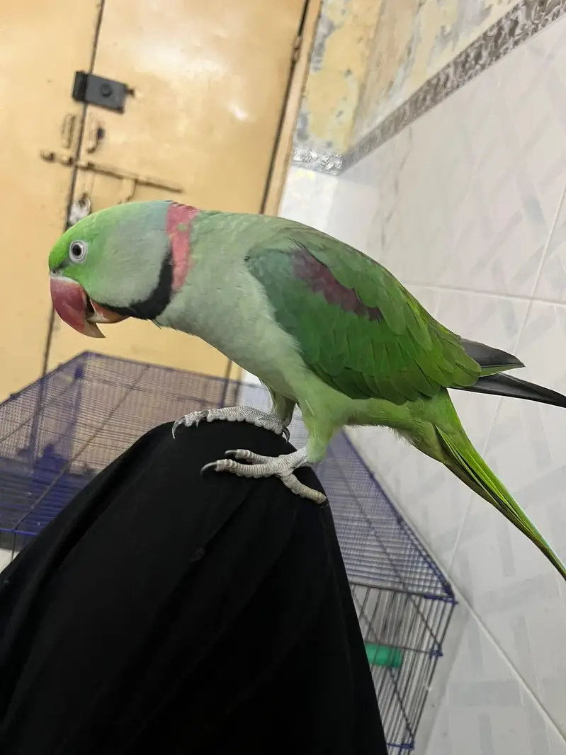 hand Tame and talking raw parrot — photo 2