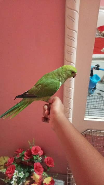 hand tame parrot available