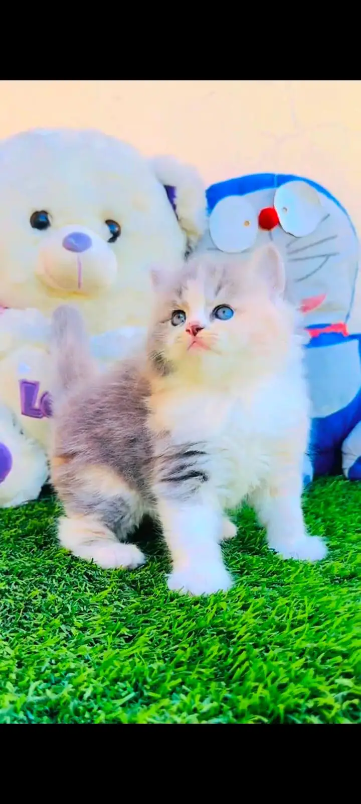 pure Persian cats vaccinated and healthy active WhatsApp/0344/6895398/ — photo 2