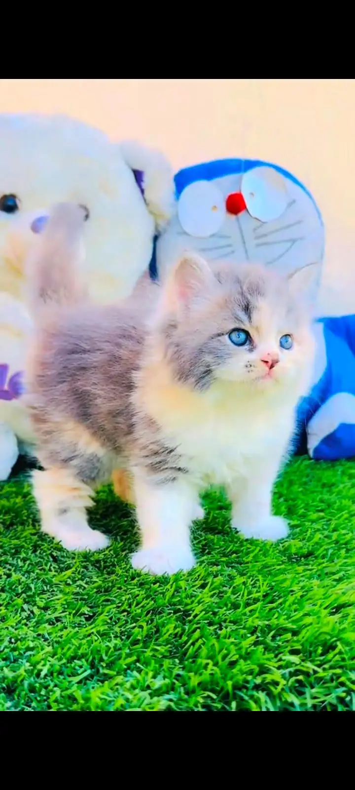 pure Persian cats vaccinated and healthy active WhatsApp/0344/6895398/ — photo 3