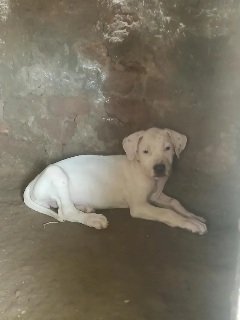 Top Quality Gultair Female Puppy For Sale — photo 2