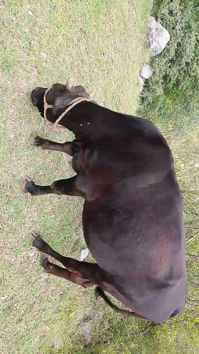 pure jersey breed first timer 4th month confirm pregnant