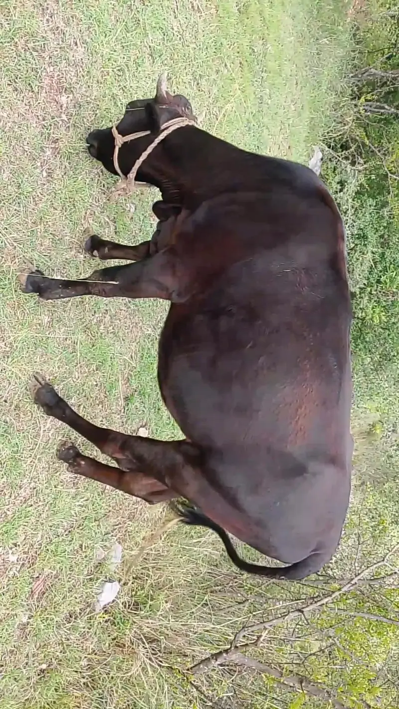 pure jersey breed first timer 4th month confirm pregnant — photo 2