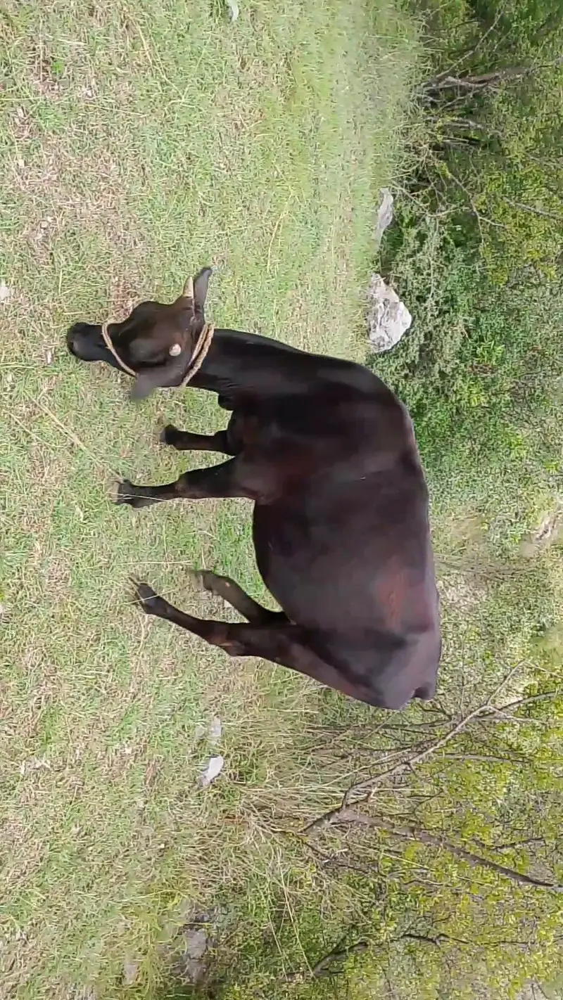pure jersey breed first timer 4th month confirm pregnant — photo 3