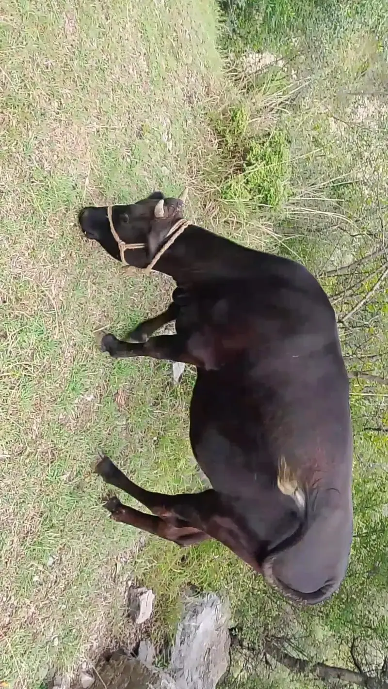 pure jersey breed first timer 4th month confirm pregnant — photo 4