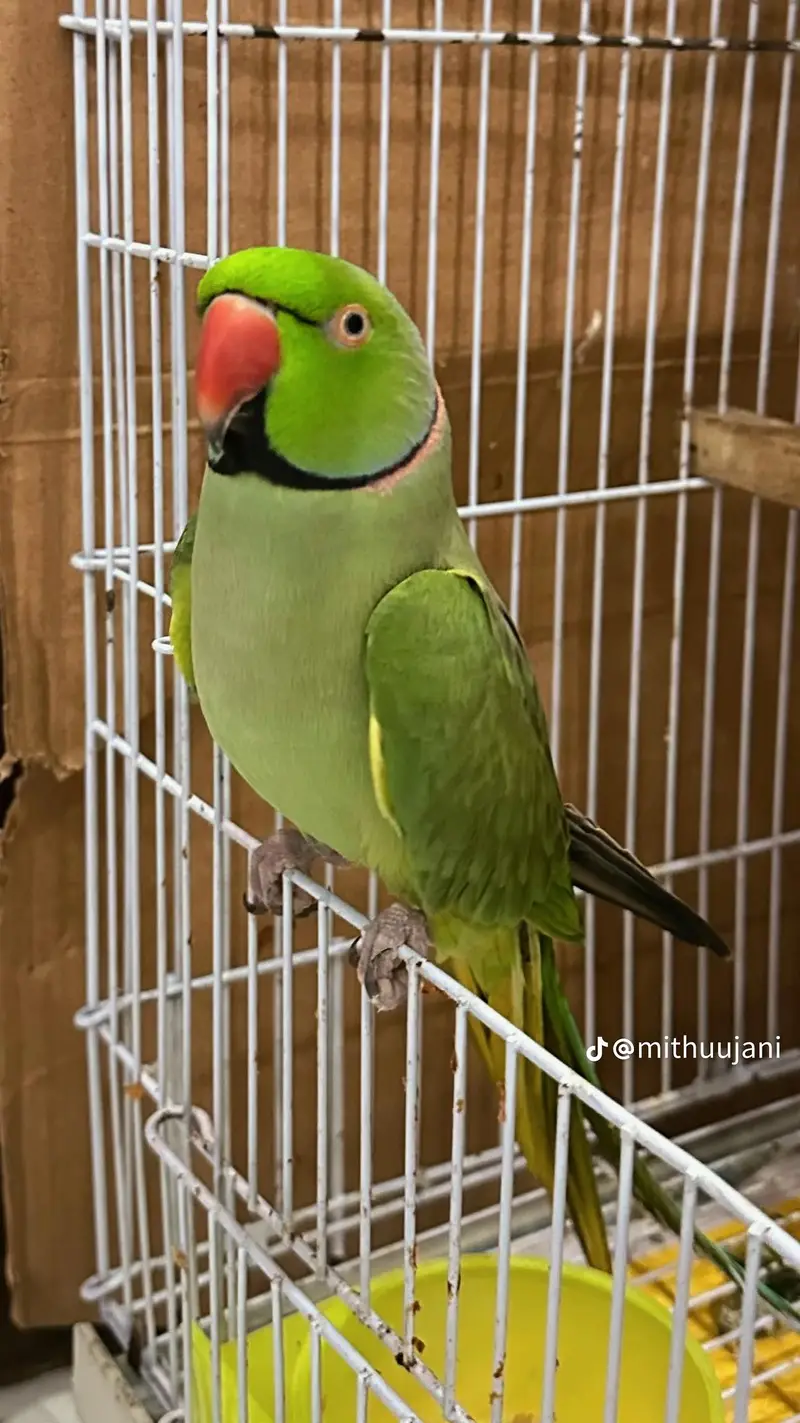 Breeder peir 03256598109 Whatsapp — photo 3