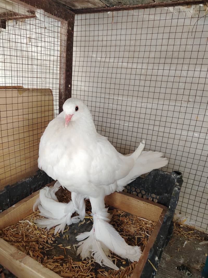 Gubara pouter kabootar 0