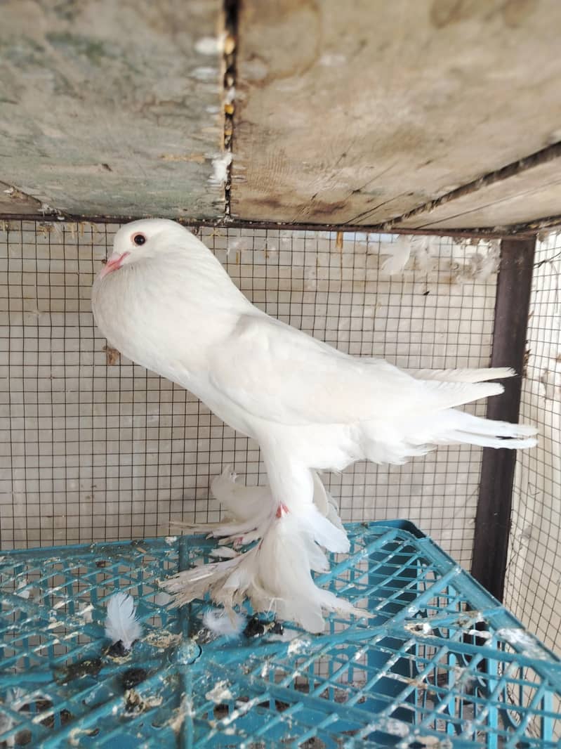 Gubara pouter kabootar 1