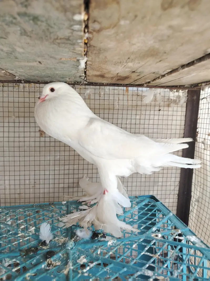 Gubara pouter kabootar — photo 2