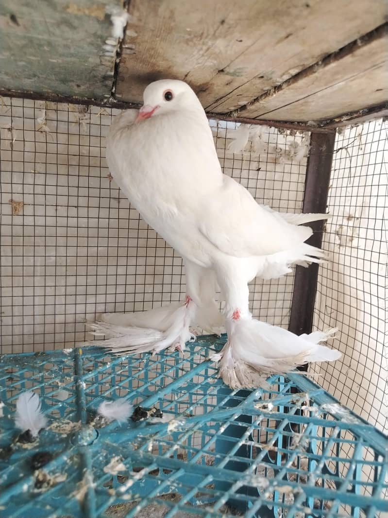 Gubara pouter kabootar 2