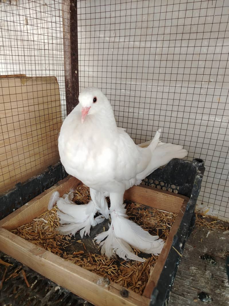 Gubara pouter kabootar 3