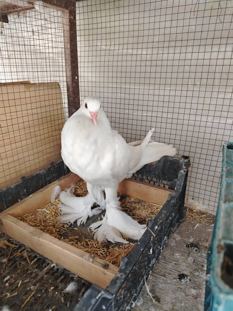 Gubara pouter kabootar 4