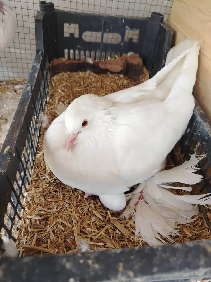 Gubara pouter kabootar 5
