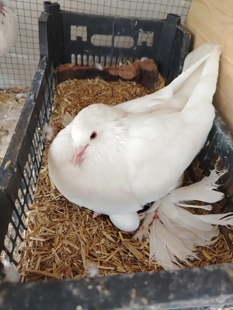 Gubara pouter kabootar — photo 6